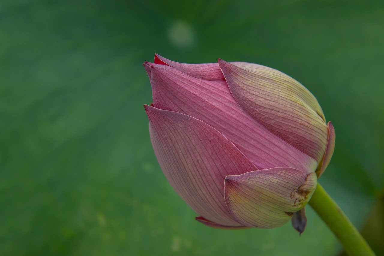 Why Web & Mobile App Pen Testing Is Critical in Healthcare