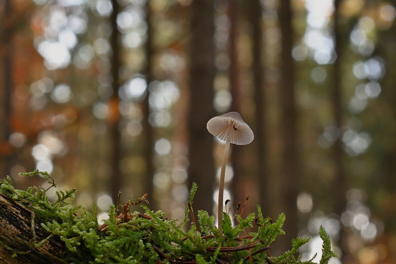 California Ends Medicaid Coverage of Weight Loss Drugs Despite TrumpRx Plan