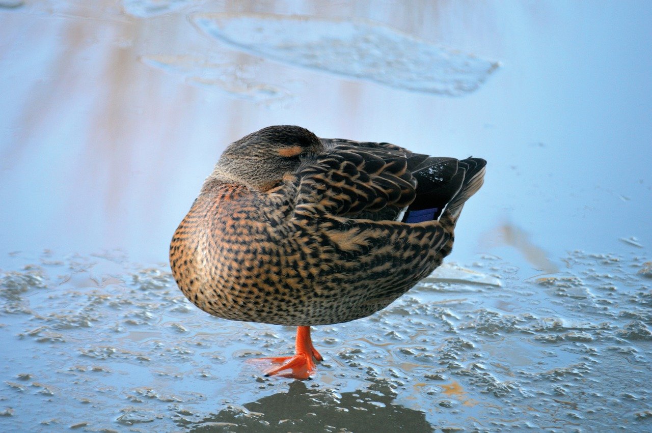 Comprehensive Strategies for Mitigating Privacy Risks in AI-Driven Healthcare Systems to Safeguard Sensitive Patient Data and Ensure Compliance