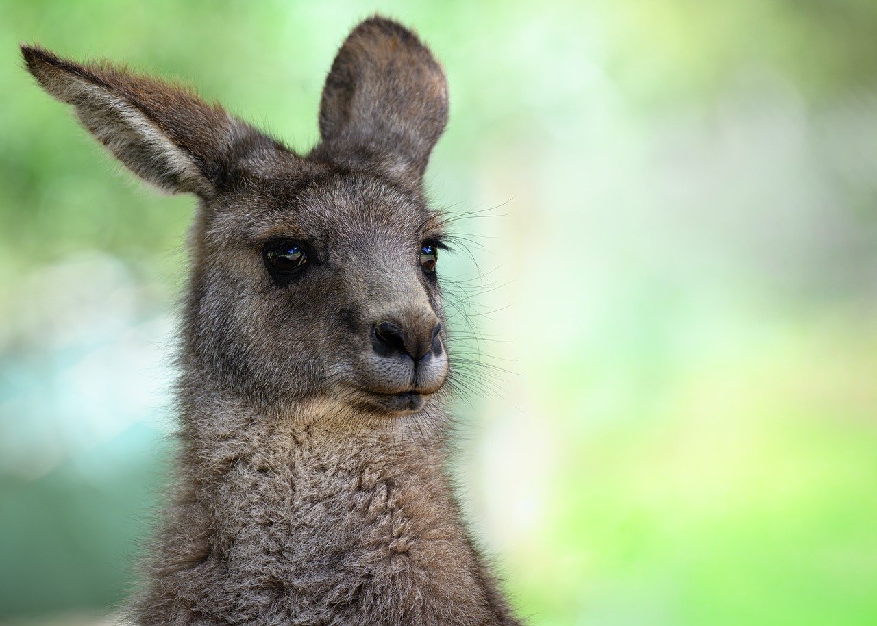 Developing Ethical and Efficient AI Companions: Frameworks and Future Directions for Social Companionship in Conversational Healthcare