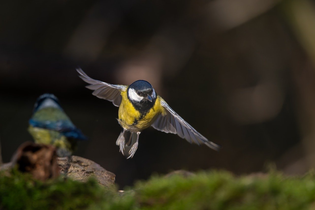 Ensuring Responsible and Compliant Use of AI in Healthcare: Addressing Explainability, Data Security, and Risk Management in Patient-Facing Applications