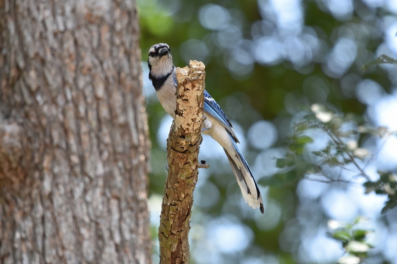 Epic vs. Health Gorilla: Inside the Battle Over Who Controls Your Medical Records
