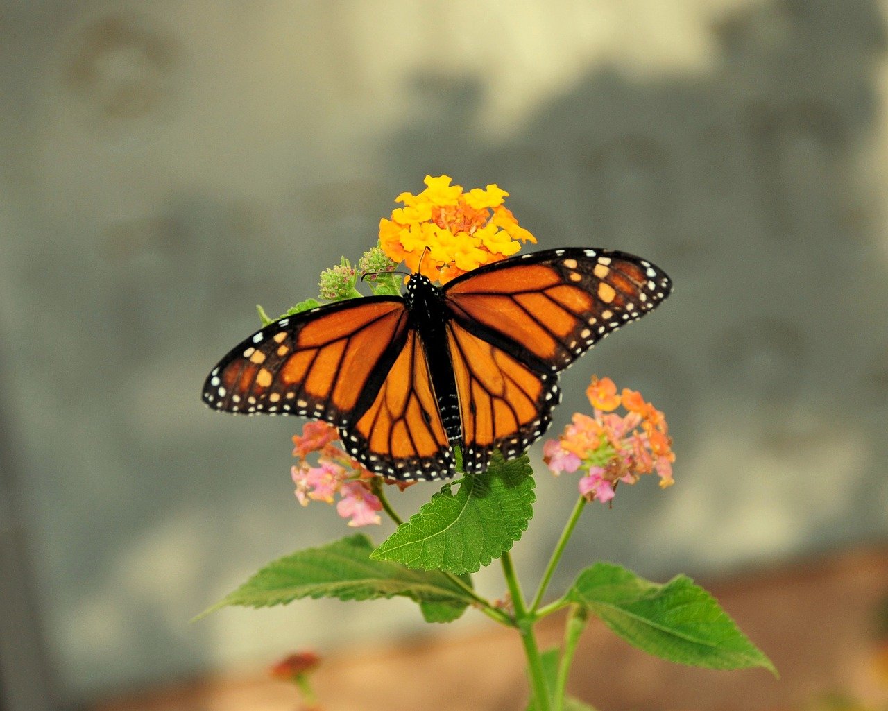 HIMSS 2026 | March 9–12, 2026 | Las Vegas, NV