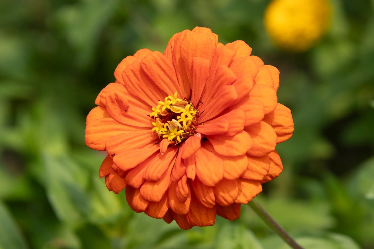 Independence Blue Cross Taps tango To Scale Value-Based Medicare Advantage Home Health Network