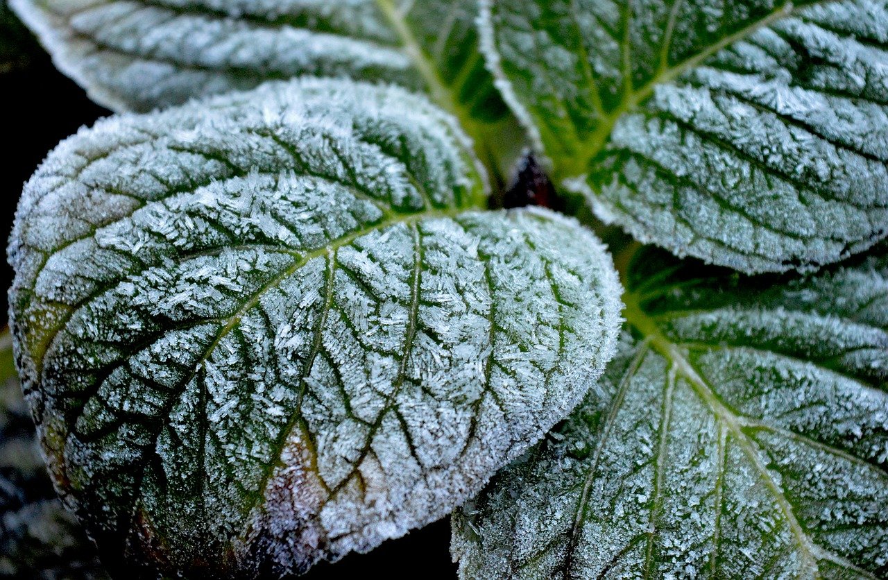 Las enfermedades y muertes que previenen las vacunas que los CDC han dejado de recomendar