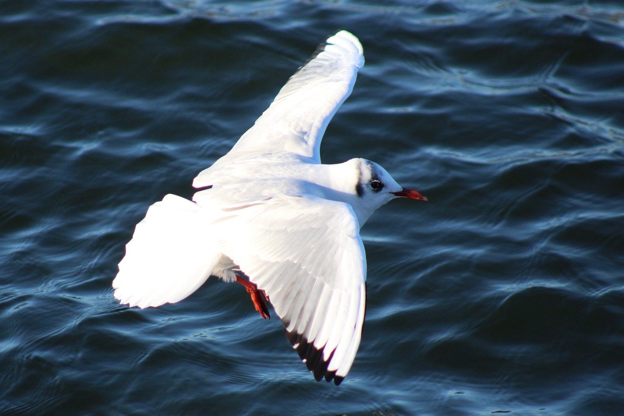 OIG’s Focus on Nursing Home Engagement of Medical Directors