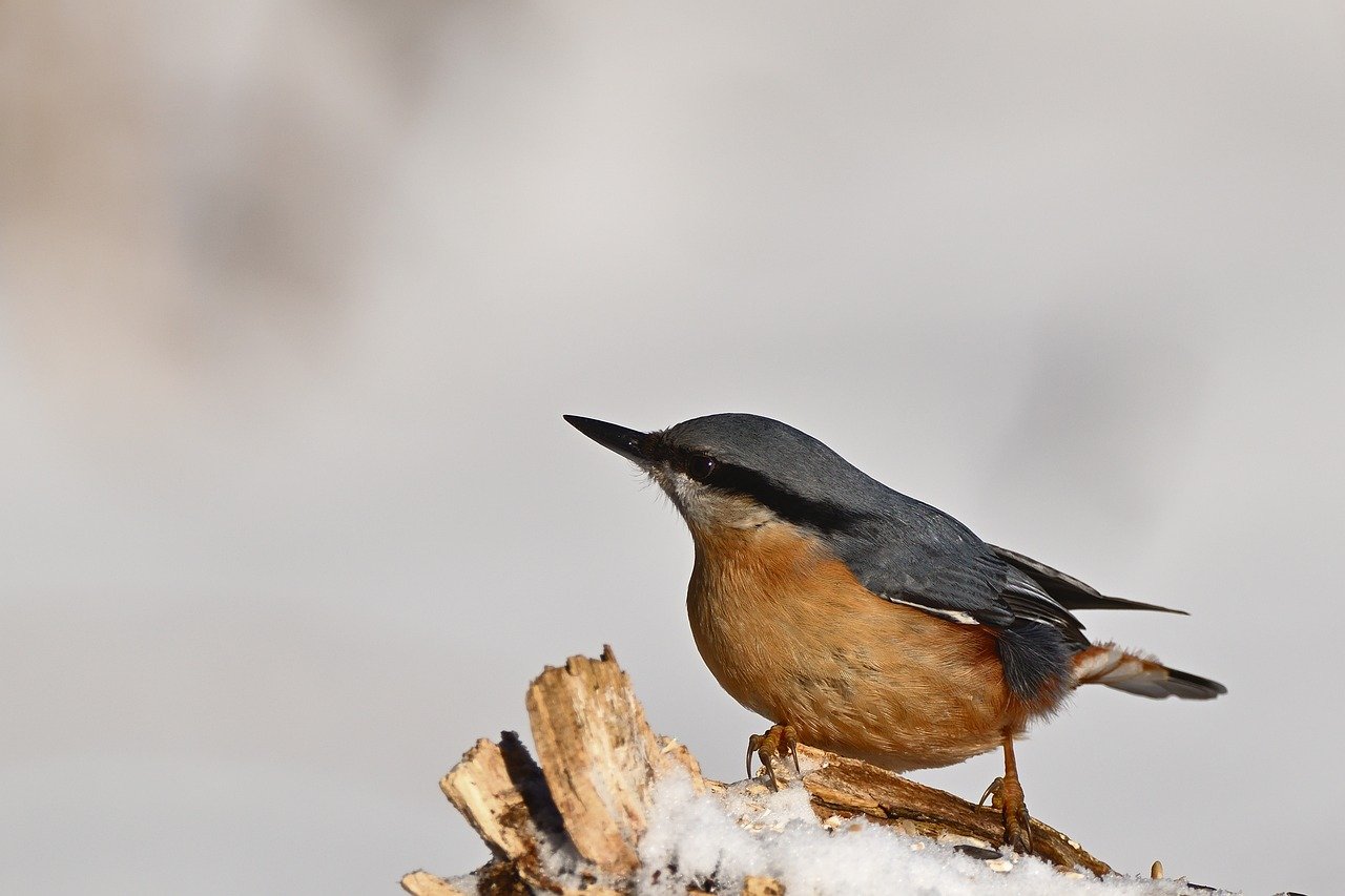 Proposed Funding Package Would Extend Hospital-At-Home Program, Medicare Telehealth Flexibilities