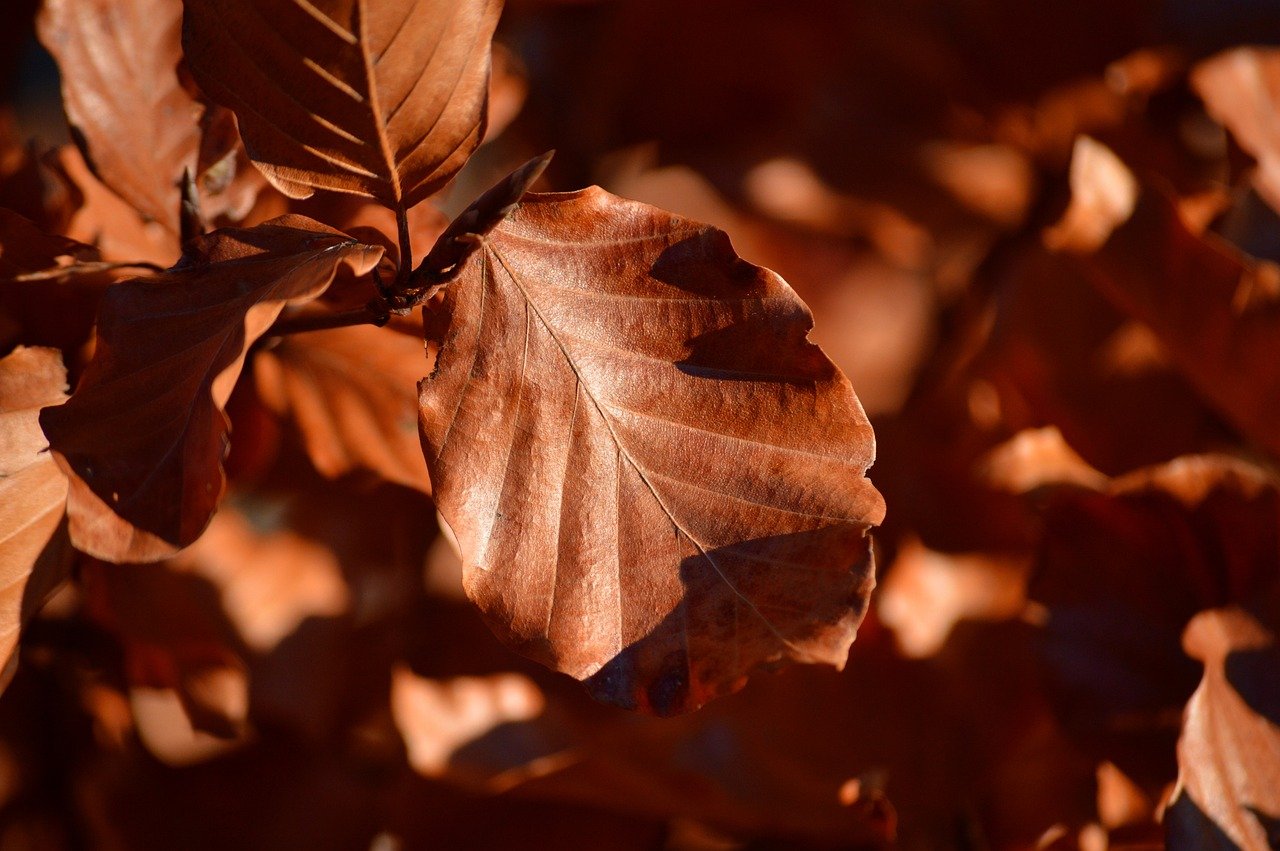 Understanding the Key Components of Physician Employment Contracts and Their Impact on Healthcare Practices