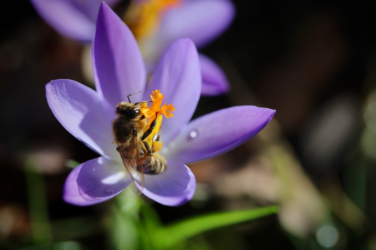 Exploring the Ethical Implications of AI Algorithms in Healthcare: Addressing Bias, Transparency, and Data Privacy Challenges