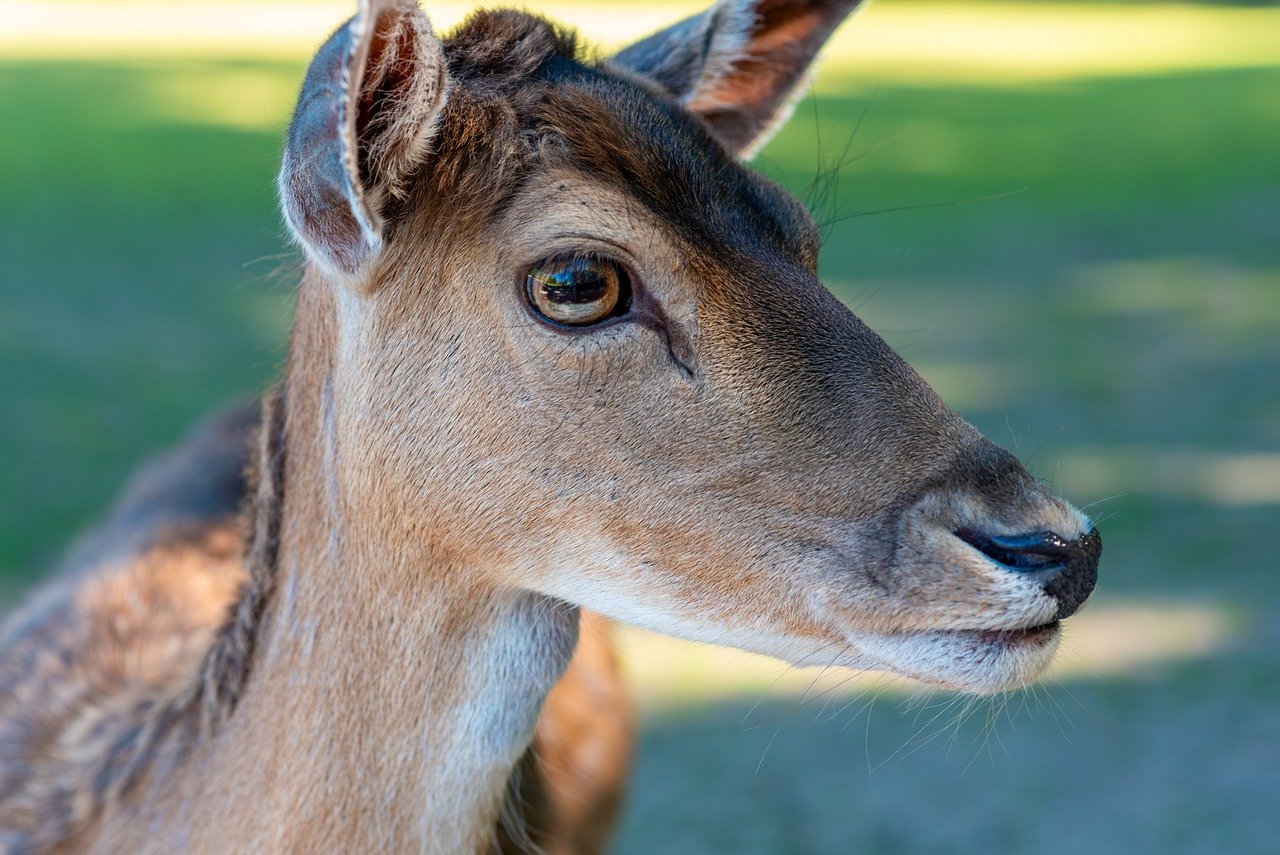 How AI-Powered Virtual Health Assistants Are Revolutionizing Chronic Disease Monitoring and Enabling Proactive Healthcare Interventions