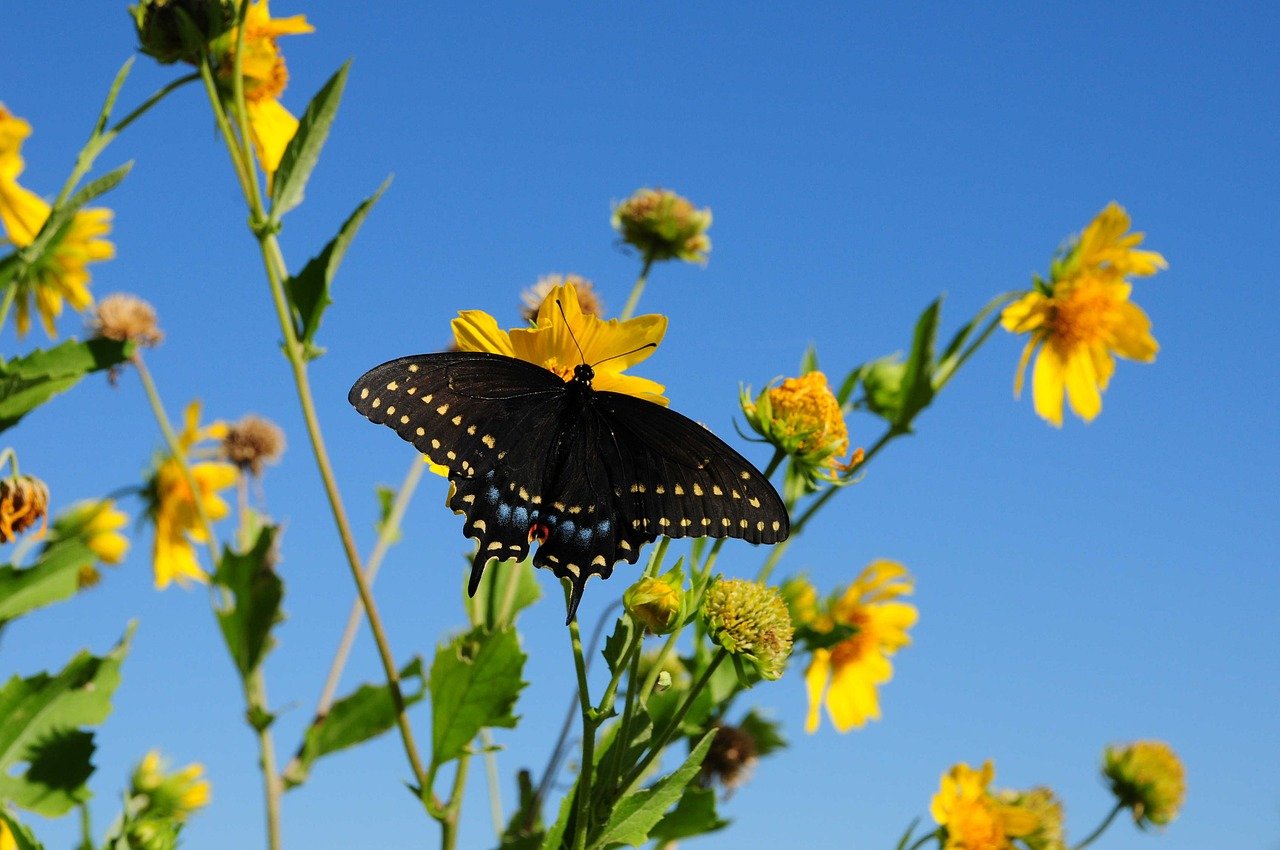 Key factors and best practices for successful implementation and governance of AI Agents in complex healthcare systems