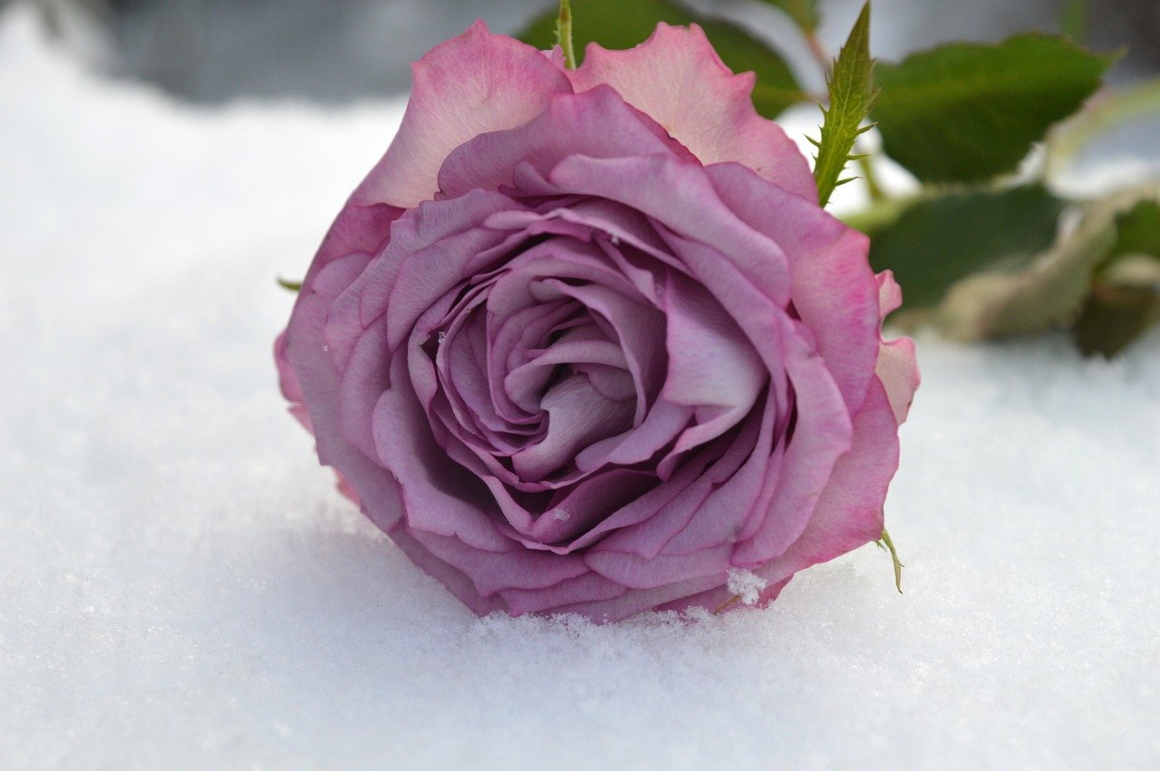 Newsom Tries To Thread Needle on Immigrant Health as Ambitions Turn National