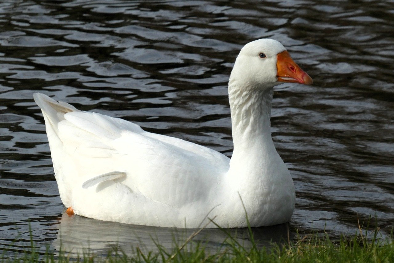 Pennant Gains Traction Integrating Amedisys Assets, Eyes Market Share Expansion