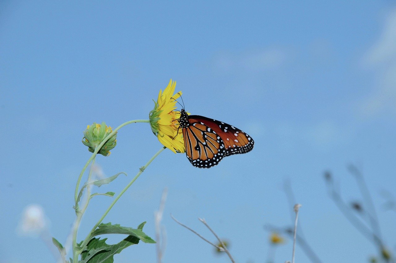 Si estás embarazada y no tienes seguro de salud, Medicaid podría ser la solución