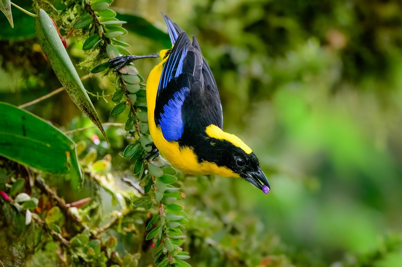 SMART launches new Wearable Imaging for Transforming Elderly Care research group