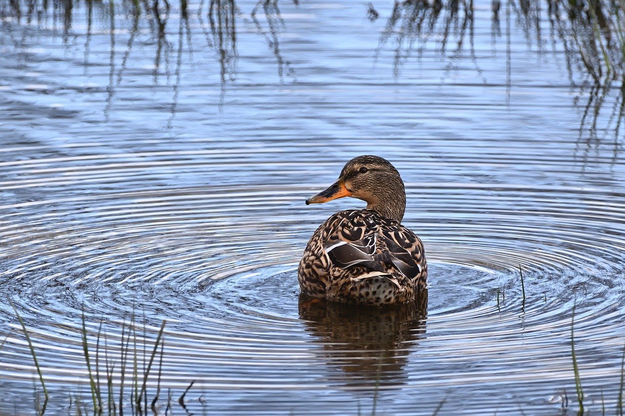 Frontline Honors Award Winner: Sabine Noel, Clinical Evaluation Manager, RN, VNS Health