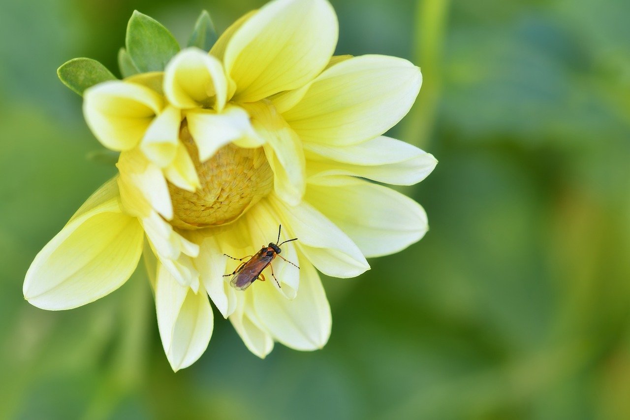 Local SEO in the Age of AI: Winning “Best [Specialty] Near Me” for Healthcare Where AI Meets Real-World Care