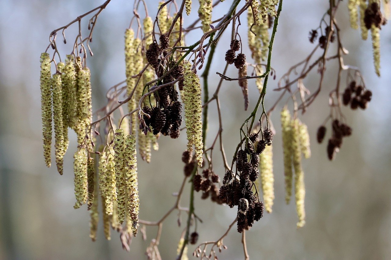 Technical SEO & Schema: Making Your Healthcare Site Machine-Readable for AI