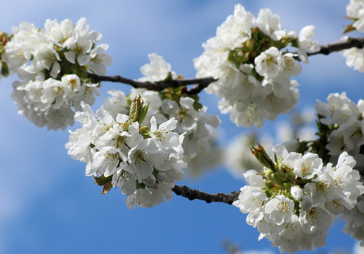 Trump Team Claims Successes Against ACA Fraud While Pushing for More Controls