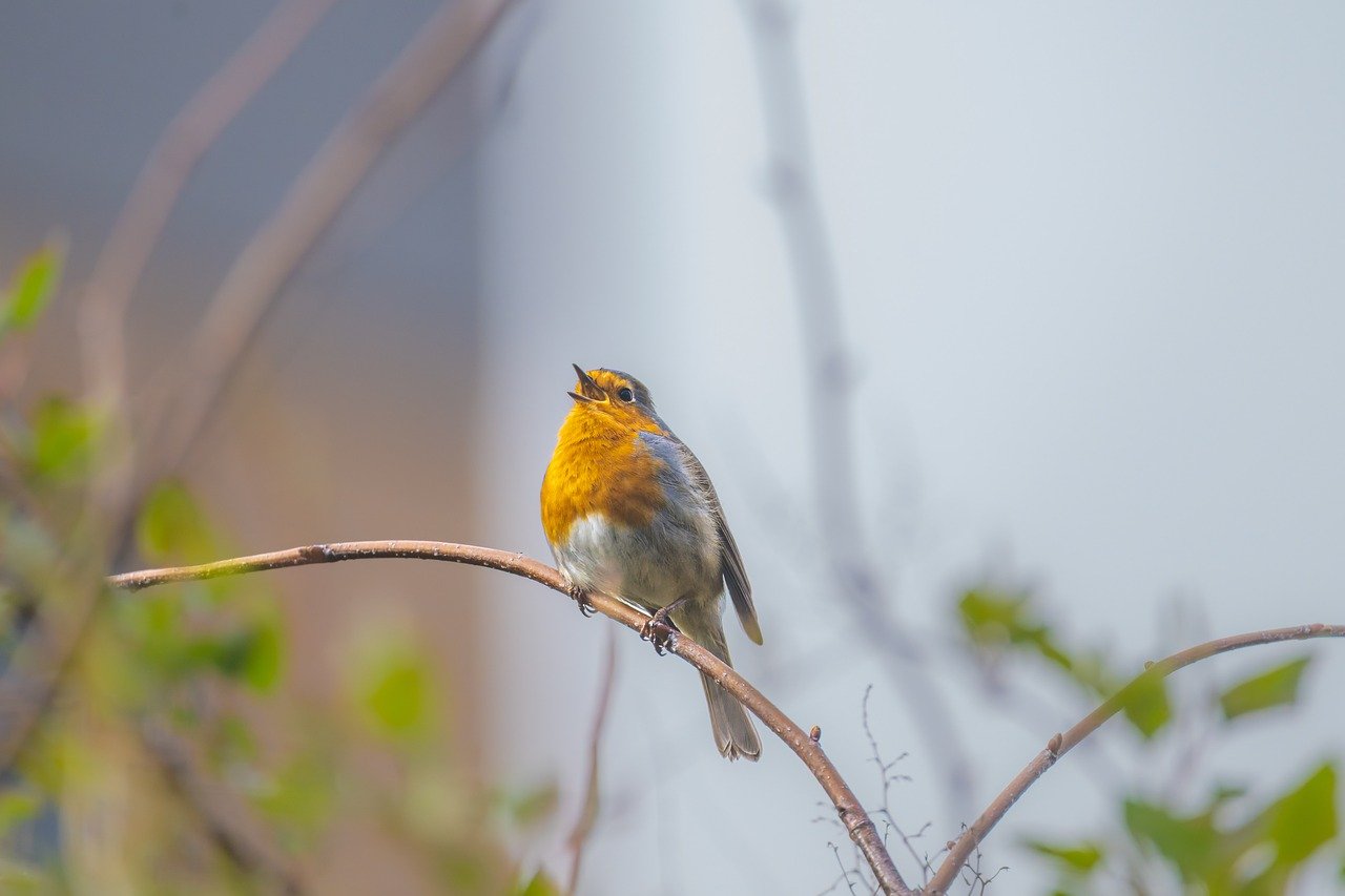 CMS Finalizes 2.48% Medicare Advantage Payment Increase For 2027, Higher Than Proposed