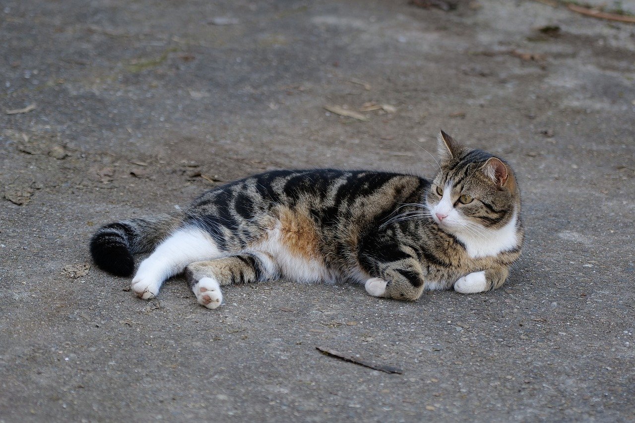 Evaluating the ethics of autonomous systems