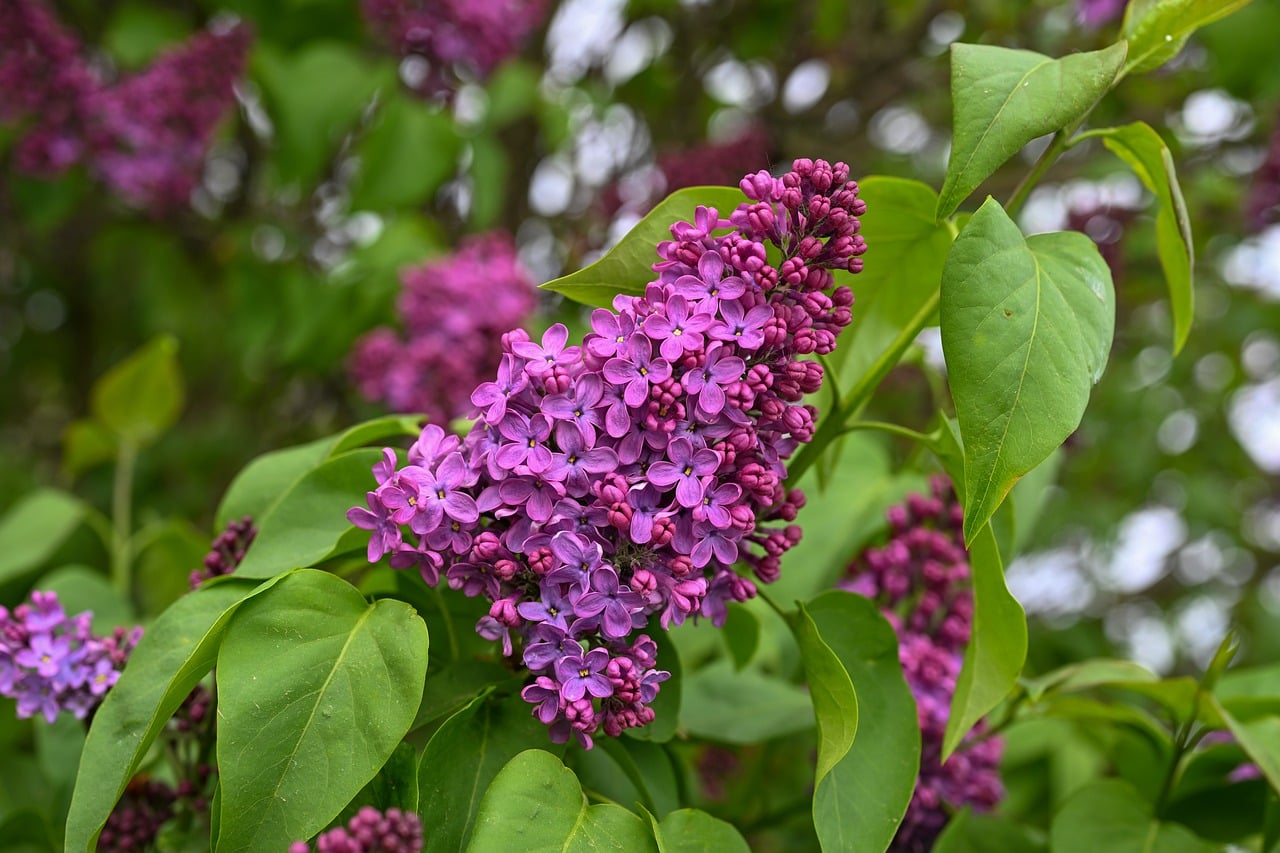 Fraud Migrating From Hospice To Home Health, Witness Warns Congress