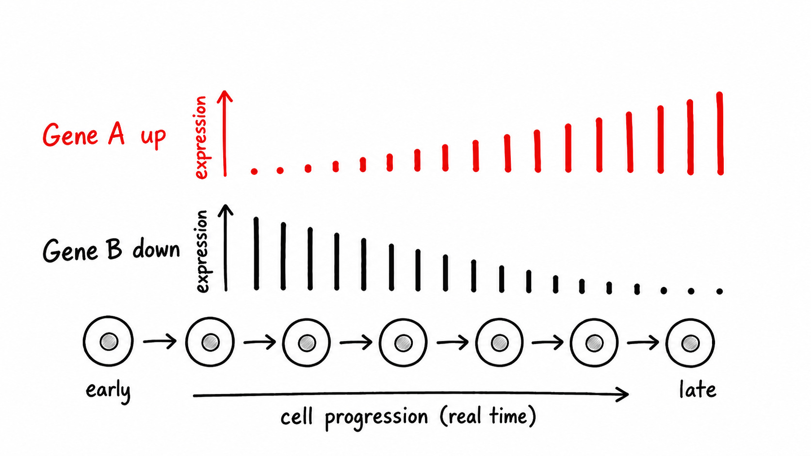 Agentic biology is shaped like software